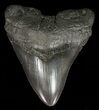 Fossil Megalodon Tooth #57172-1